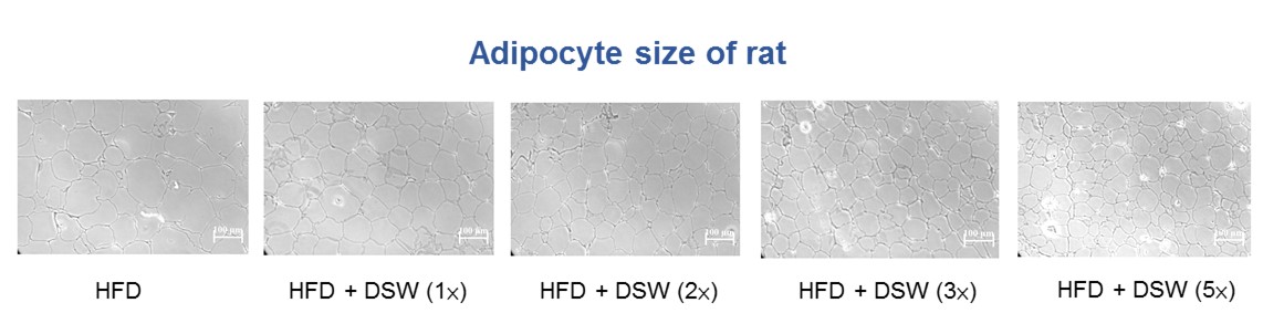 D-MINNERALZ decrease lipid stored in adipocyte